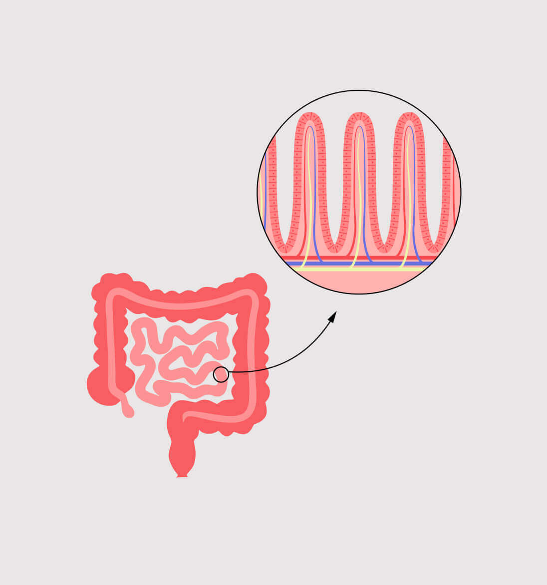 Gut health