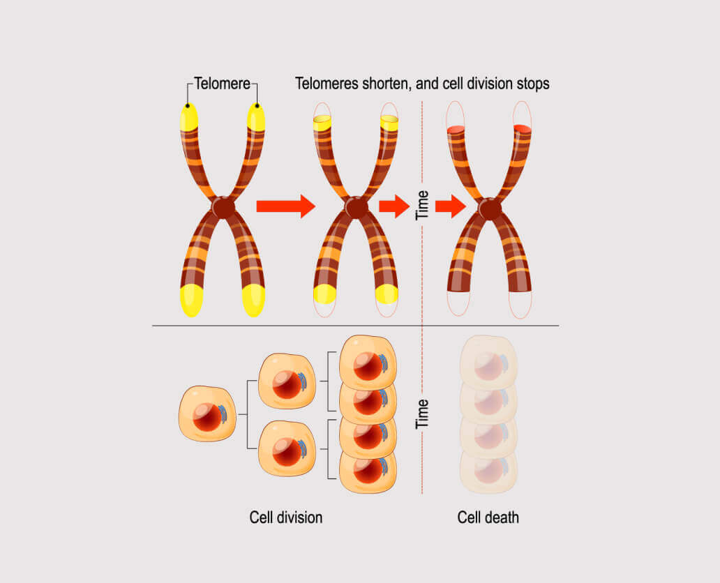 Telomeres
